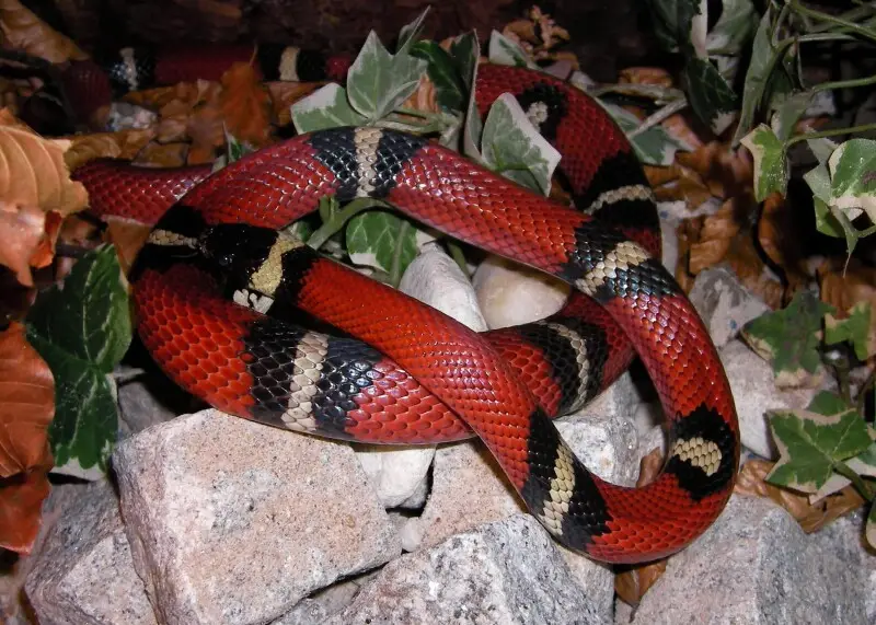 Sinaloan milk snake (Lampropeltis triangulum sinaloae)