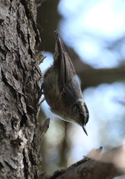 A Chinese Nuthatch