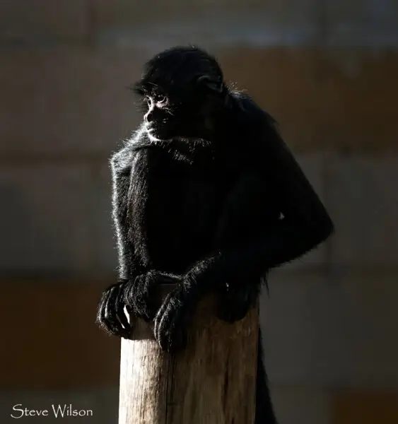 Black Colombian Spider Monkey at Chester Zoo