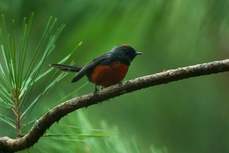 Slate-throated Redstart - Sinaloa - Mexico_S4E1112
