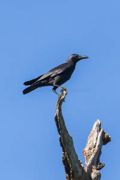 Slender-billed Crow - Meru Bethiri - East Java_MG_7262