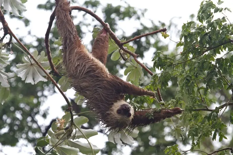 sloth
