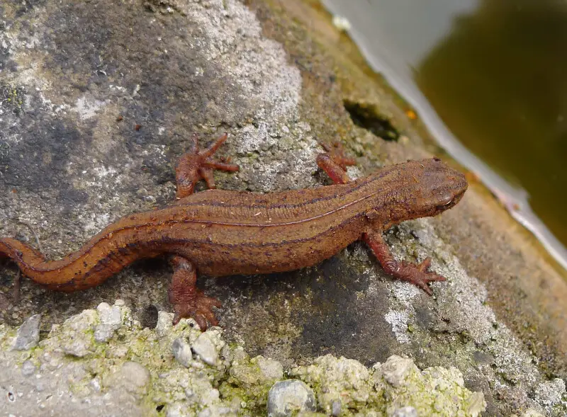 smooth-newt-facts-diet-habitat-pictures-on-animalia-bio