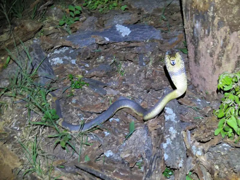 Snouted Cobra, Naja annulifera, photographed in the wild at night.