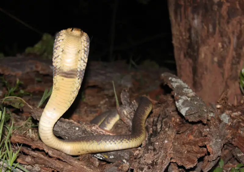 Snouted Cobra, Naja annulifera, Waterberg, South Africa