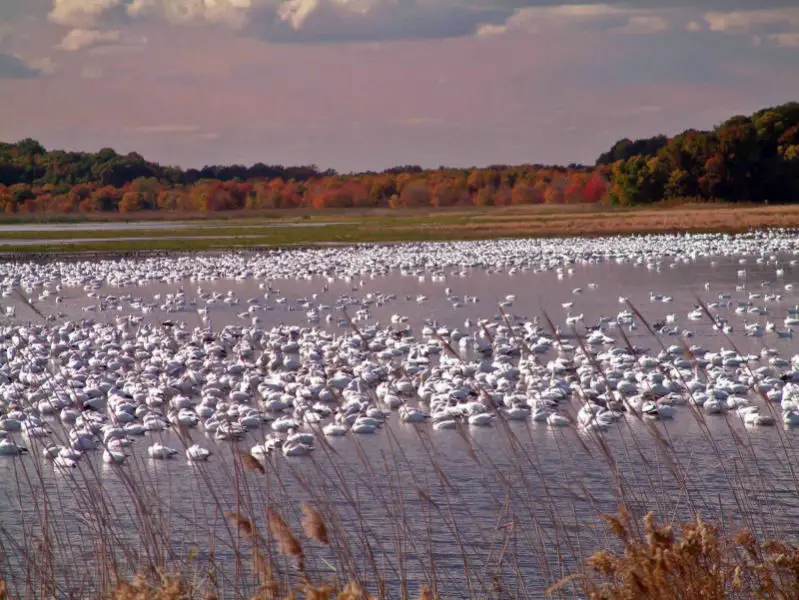 Snow geese