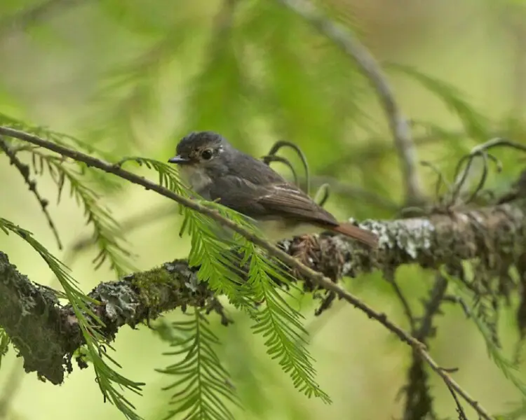 Snowy-browed Flycatcher 
Ficedula hyperythra
Local name, Indonesian: Burung bodoh (not very flattering as bodoh means stupid)
11th. August 2007
Location&#160;: Gunong Gede, Java, Indonesia
Habitat: www.flickr.com/photos/lipkee/1116377761
Distribution: www
