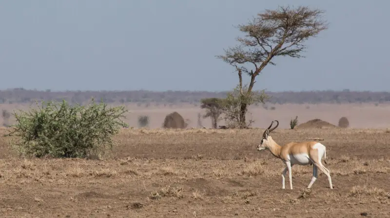Wild Soemmerring's gazelle in Ethiopia