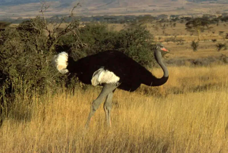 Ostrich in the Lewa Conservancy near Isiolo, Kenya.