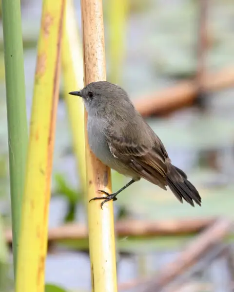 serpophaga-nigricans-animalia-bio