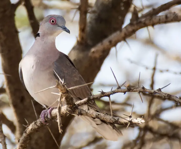 Mourning collared dove Facts, Diet, Habitat & Pictures on Animalia.bio