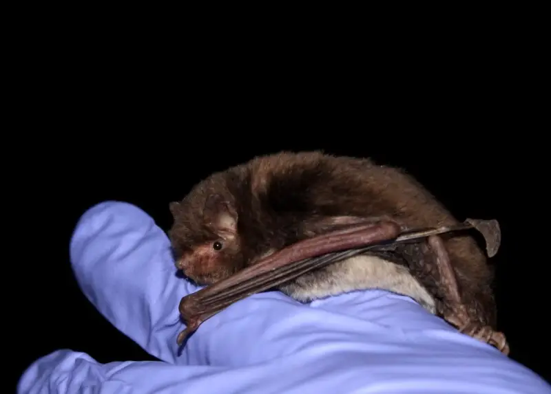 Photo of Myotis austroriparius captured in early April 2014 while harp trapping a cave in Kentucky