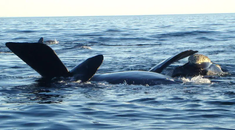 Southern Right Whales mating.