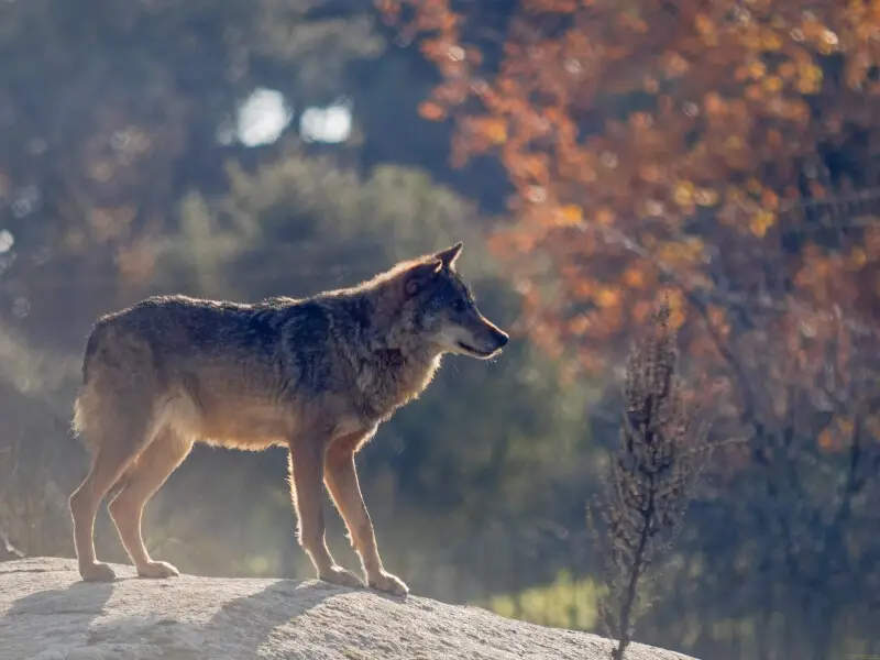 Spanish or Iberian wolf in semi captivity in Ca?ada Real, Madrid.