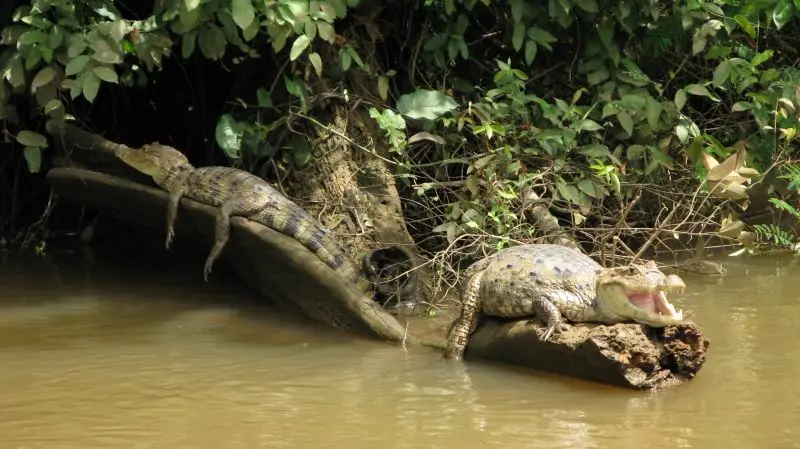 spectacled caimans (Cano Negro)