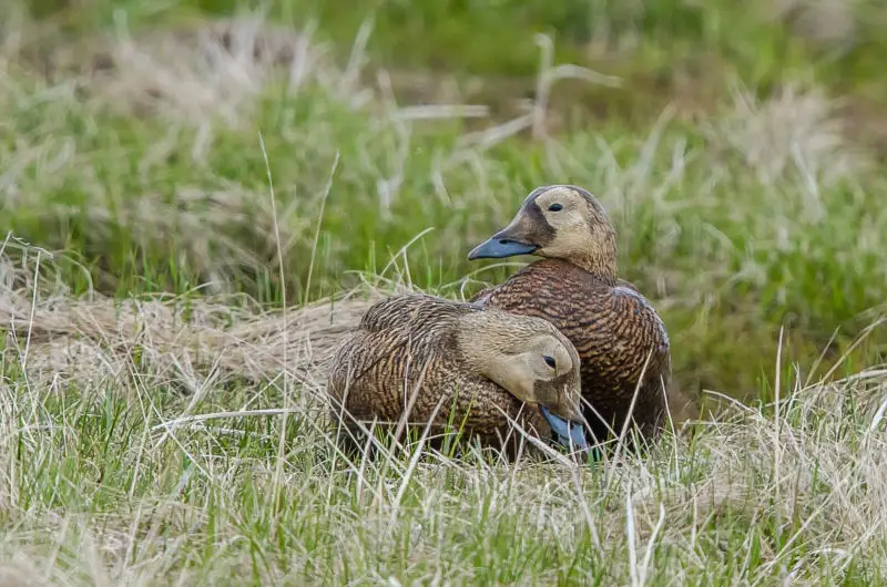 Spectacled Eider Facts, Diet, Habitat & Pictures on Animalia.bio