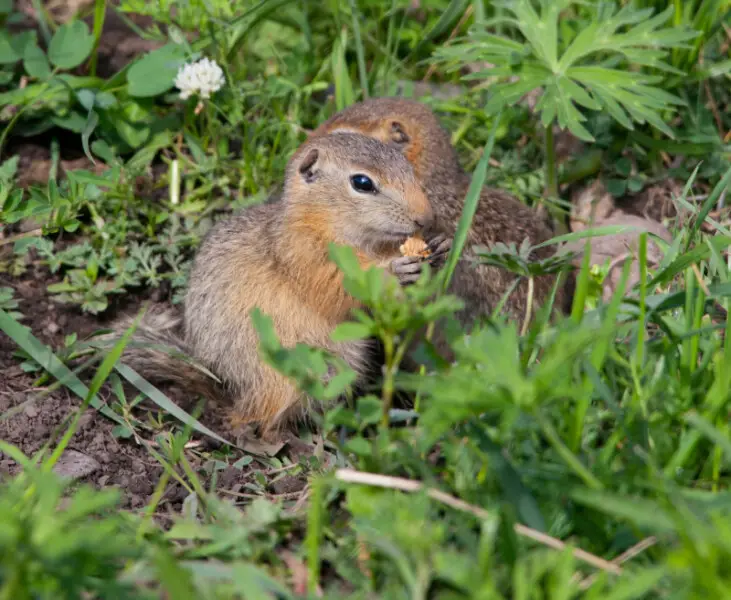 Spermophilus in the Altai Mountains. They are young Urocitellus undulatus
