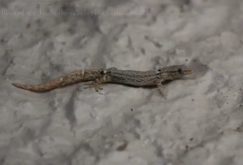 Least Gecko (Sphaerodactylus glaucus)