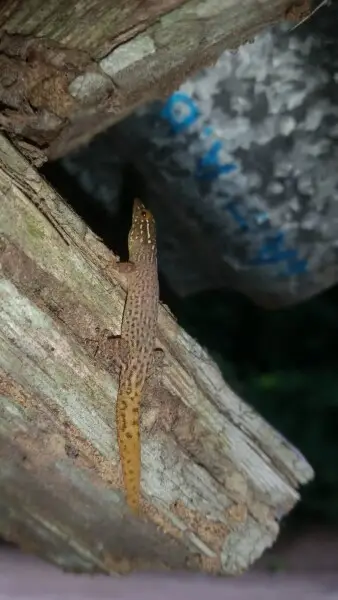 Panama Least Gecko (Sphaerodactylus lineolatus)