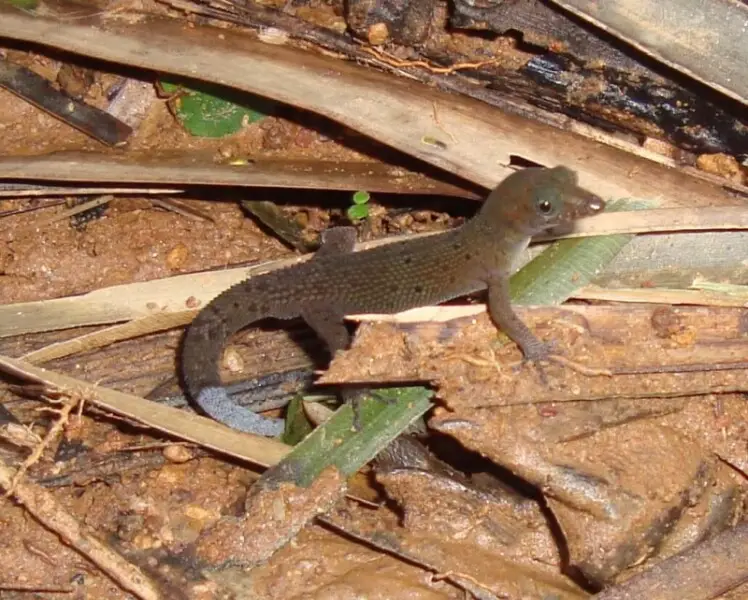 Bay Island Least Gecko (Sphaerodactylus rosaurae)