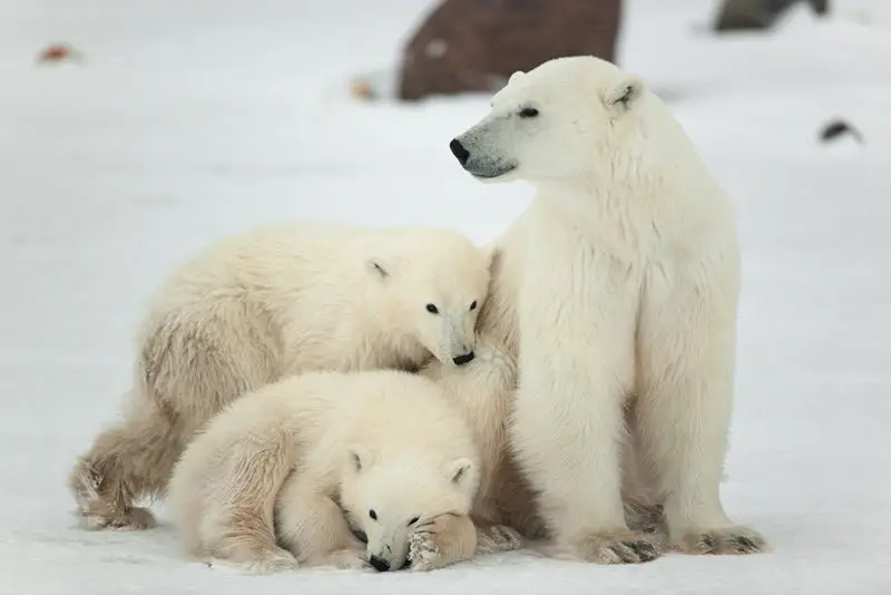 Spitsbergen and Polar Bear