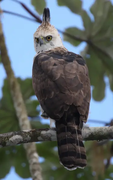 Ornate Hawk Eagle (immature) -- Parque Nacional Dari?n, Panama -- 2008 February