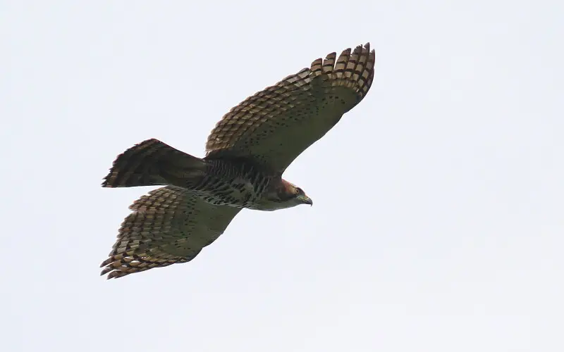 Ornate Hawk Eagle -- Parque Nacional Dari?n, Panama -- 2008 February