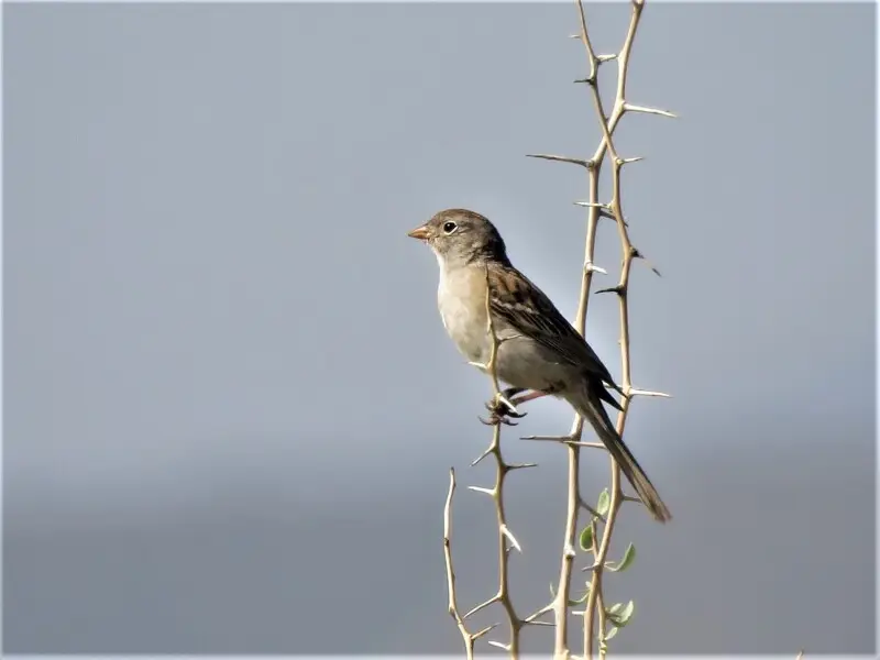Worthen's Sparrow (Spizella wortheni)