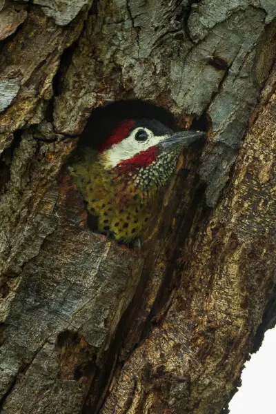 Spot-breasted Woodpecker - Colombia_S4E8466