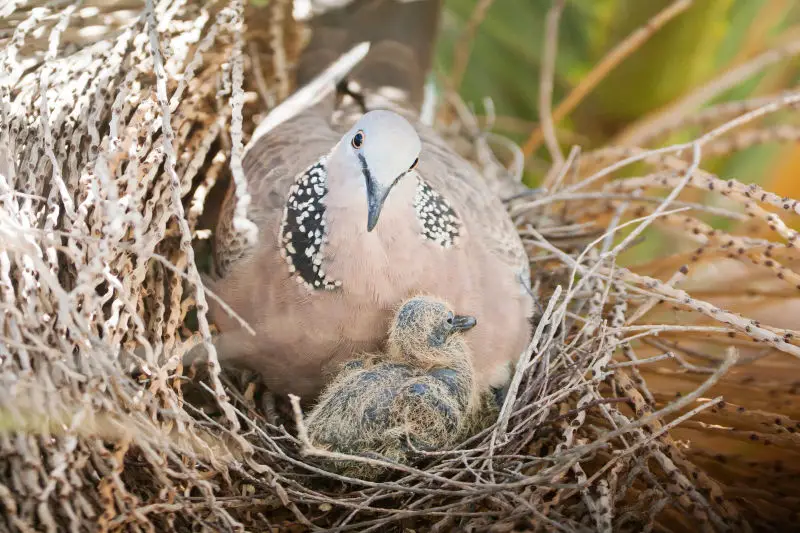 Spotted dove and nestling, 5 days old