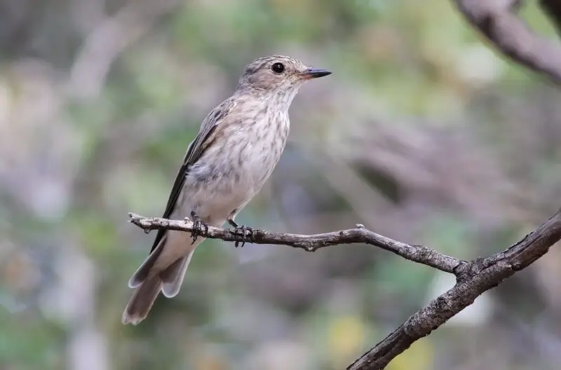 Spotted flycatcher, Muscicapa striata, at Marakele National Park, Limpopo, South Africa