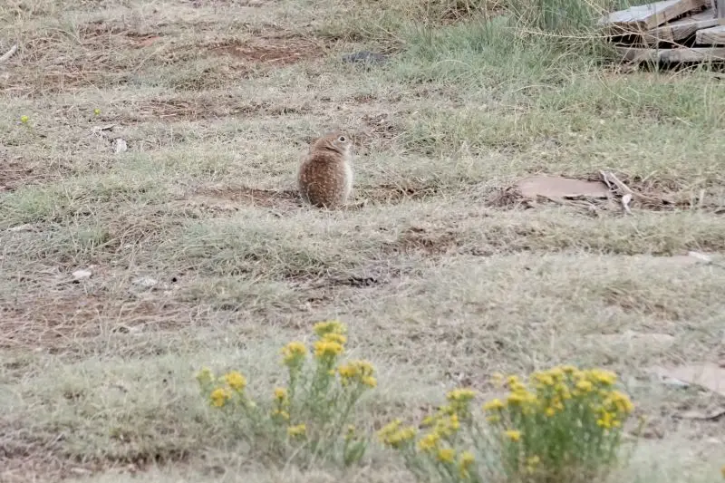 Spotted Ground Squirrel
