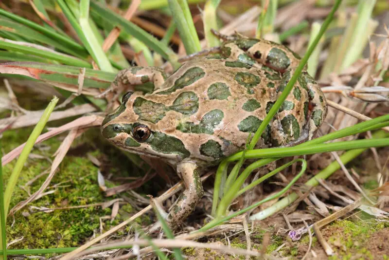 Spotted Grass Frog - Facts, Diet, Habitat & Pictures On Animalia.bio