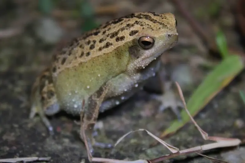 Kalophrynus interlineatus факти, дієта, ареал і фотографії на