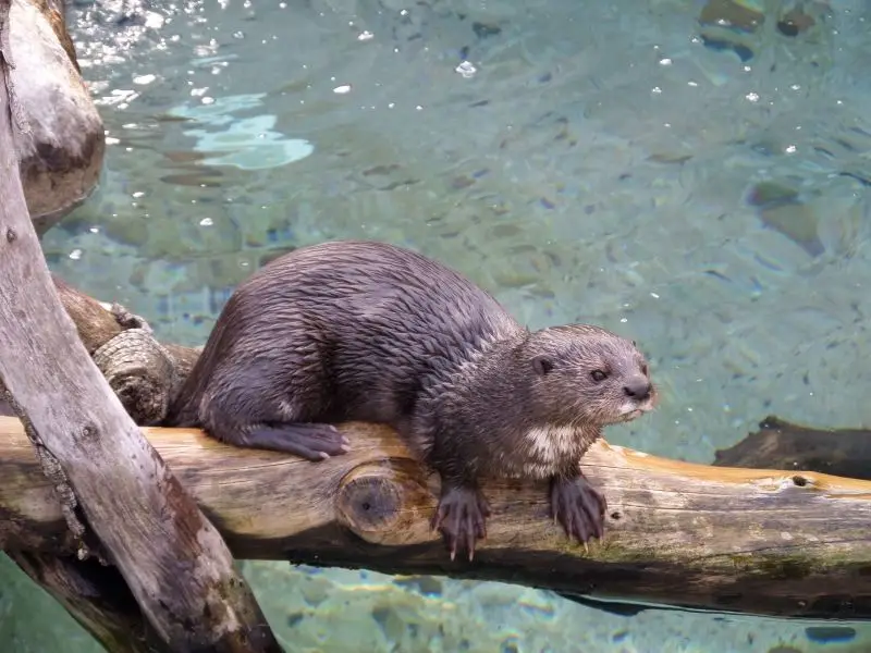 Spotted-necked Otter 1