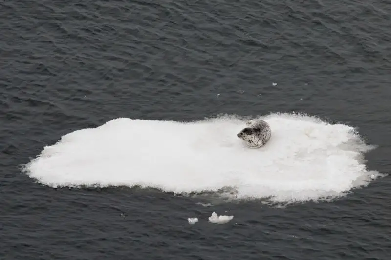 Spotted Seal on Ice