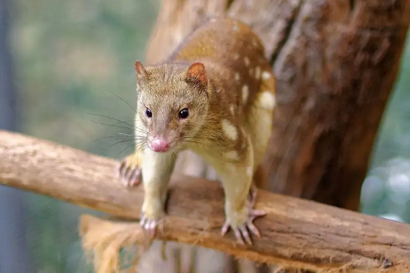Tiger Quoll photo