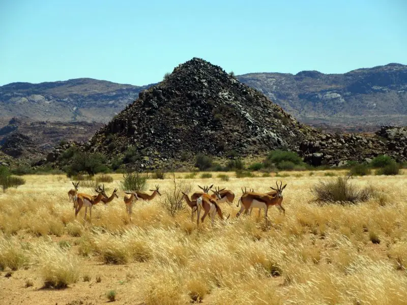 Springboks and hill  Augrabies Falls National Park South Africa