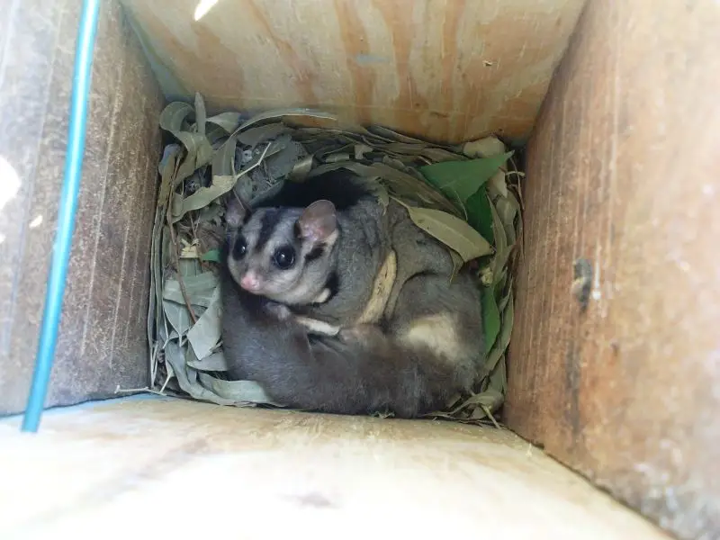 Squirrel Gliders in Nestbox