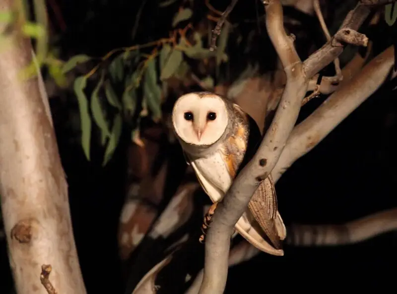 Eastern Barn Owl Tyto delicatula, Northern Territory, Australia