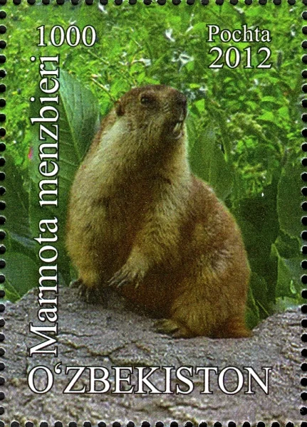Menzbier's marmot