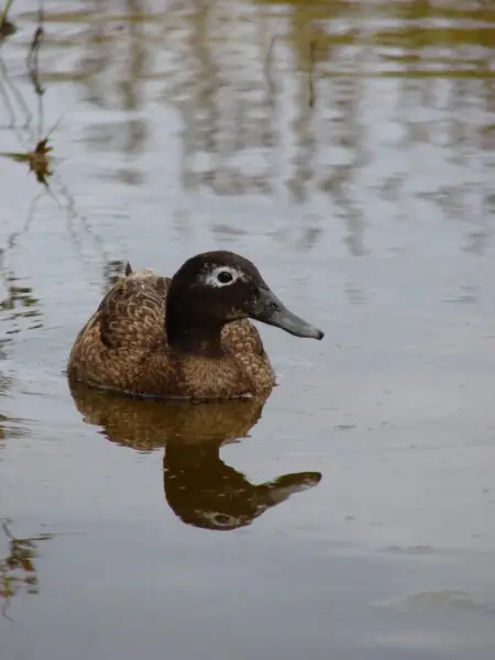 Laysan duck - Facts, Diet, Habitat & Pictures on Animalia.bio