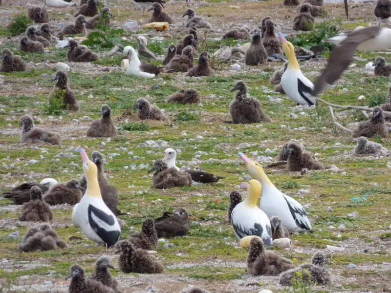 starr-150402-0910-Brassica_juncea-Short_Tailed_Albatross_decoys_with_Laysan_and_Black_Footed_Albatrosses-Southeast_Eastern_Island-Midway_Atoll