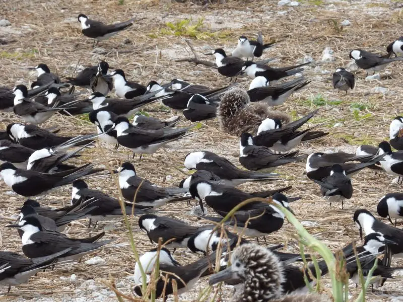 starr-150403-0287-Brassica_juncea-Sooty_Terns_and_Laysan_Albatrosses-Southeast_Eastern_Island-Midway_Atoll