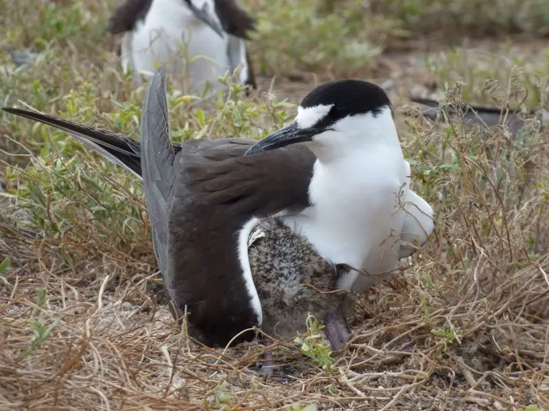 starr-170620-0464-Lobularia_maritima-with_Sooty_Tern_protecting_chick_under_wing-Northeast_Eastern_Island-Midway_Atoll