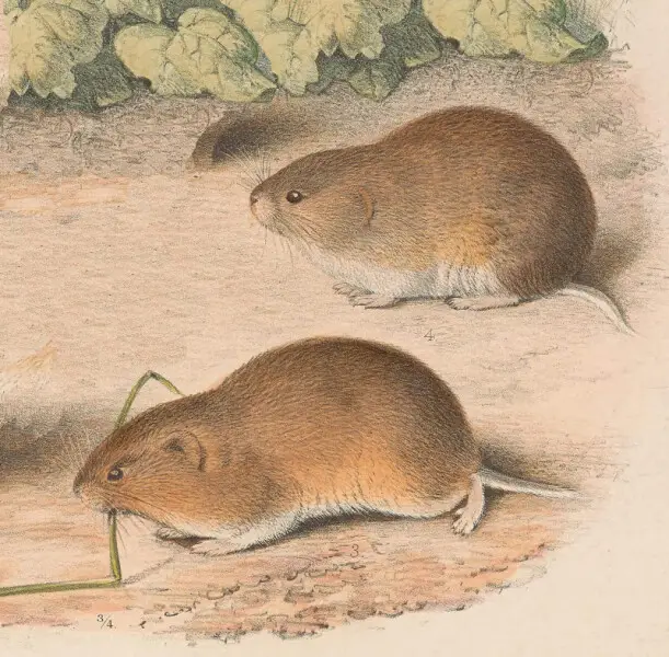 Microtus gregalis from Plate on the page 267.