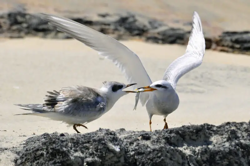 An adult Snowy-crowned Tern feeding a juvenile in Bojuru, Rio Grande do Sul, Brazil.