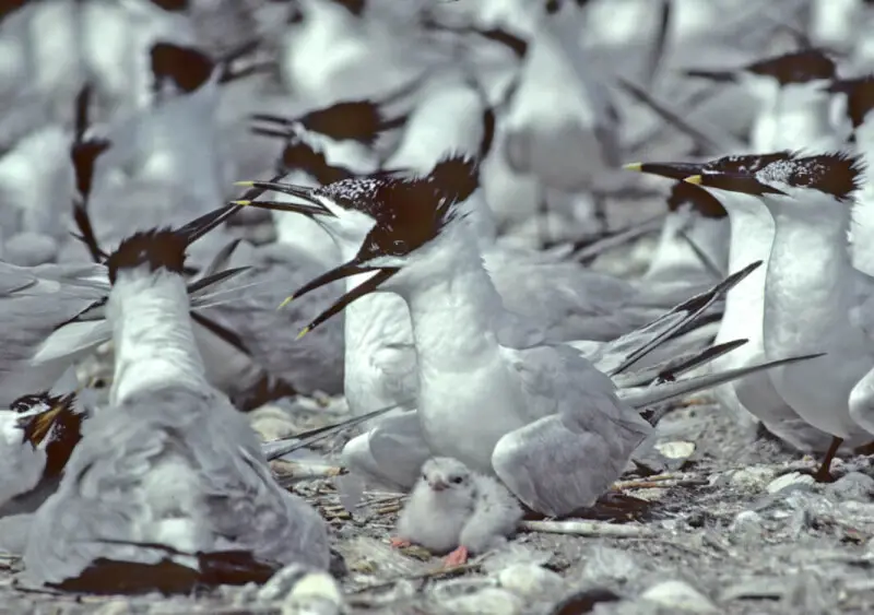 Cabot's Terns with chick