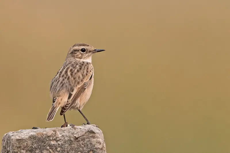 Stoliczka's or White-browed Bushchat (Saxicola macrorhynchus  ) is a rare bird of the Saxicola family, found in the deserts of Gujarat and Rajasthan. It was recently discovered in Gurgaon, in the outskirts of Delhi