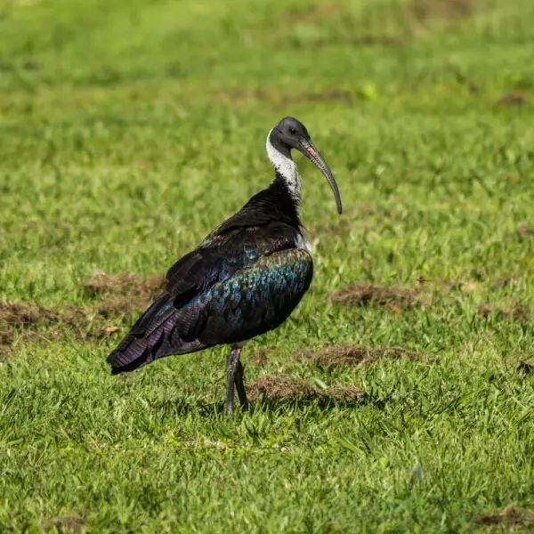 The Straw-necked ibis (Threskiornis spinicollis), forages on open grassy areas and occasionally in the waterways of 7th Brigade Park, Chermside.  Unlike its relative, the supremely opportunistic Australian white ibis, the Straw-necked ibis confines itself